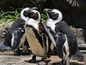 草原のペンギン - サンシャイン水族館