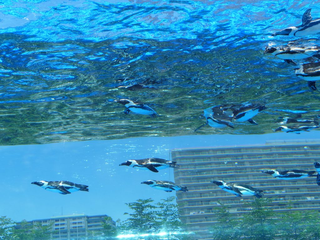天空のペンギン - サンシャイン水族館