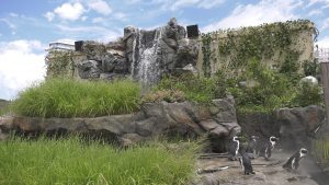 草原のペンギン - サンシャイン水族館