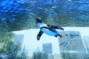 天空のペンギン - サンシャイン水族館