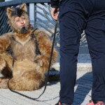 THE オリバーな犬、(Gosh!!)このヤロウ MOVIE