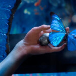 ドラマ『人間標本』