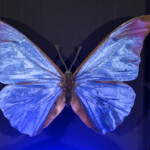 ドラマ『人間標本』プレミアイベント