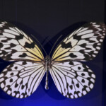 ドラマ『人間標本』プレミアイベント