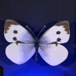 ドラマ『人間標本』プレミアイベント