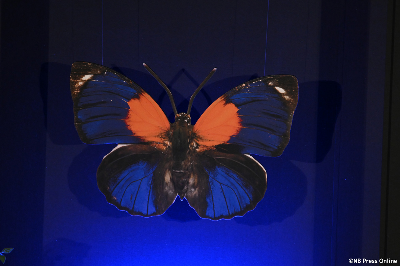 ドラマ『人間標本』プレミアイベント