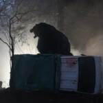 映画『ヒグマ‼』